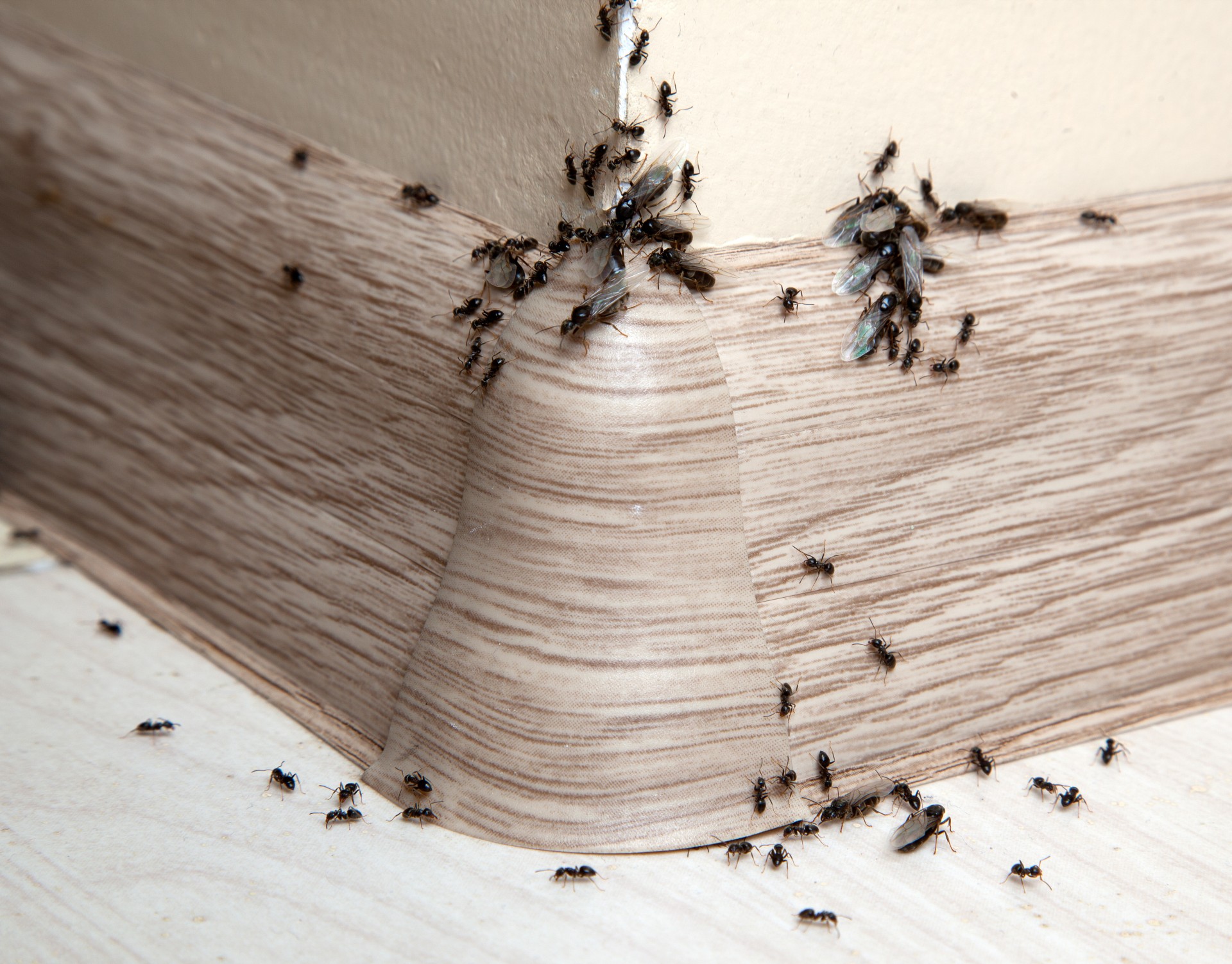 Ant Infestation, Pest Control in Upper Edmonton, N18. Call Now 020 8166 9746
