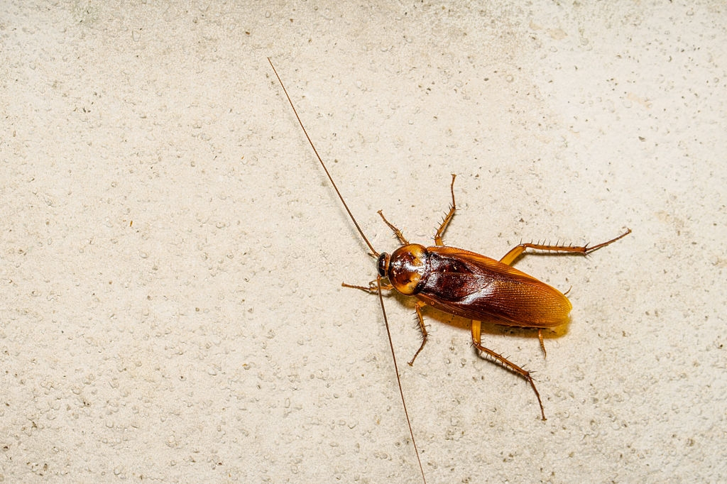 Cockroach Control, Pest Control in Upper Edmonton, N18. Call Now 020 8166 9746