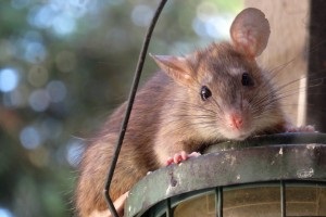 Rat extermination, Pest Control in Upper Edmonton, N18. Call Now 020 8166 9746