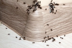 Ant Control, Pest Control in Upper Edmonton, N18. Call Now 020 8166 9746