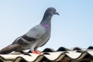 Pigeon Control, Pest Control in Upper Edmonton, N18. Call Now 020 8166 9746