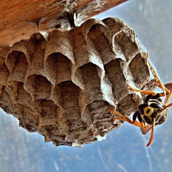 Wasps Nest, Pest Control in Upper Edmonton, N18. Call Now! 020 8166 9746