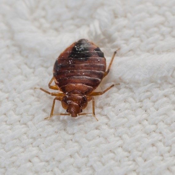 Bed Bugs, Pest Control in Upper Edmonton, N18. Call Now! 020 8166 9746