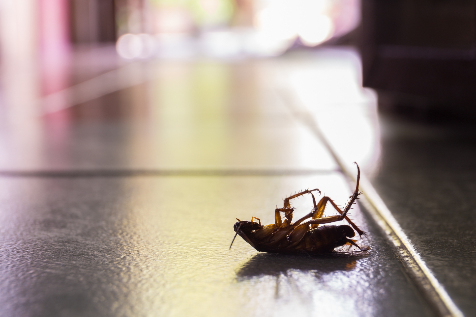 Cockroach Control, Pest Control in Upper Edmonton, N18. Call Now 020 8166 9746
