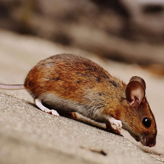 Mice, Pest Control in Upper Edmonton, N18. Call Now! 020 8166 9746