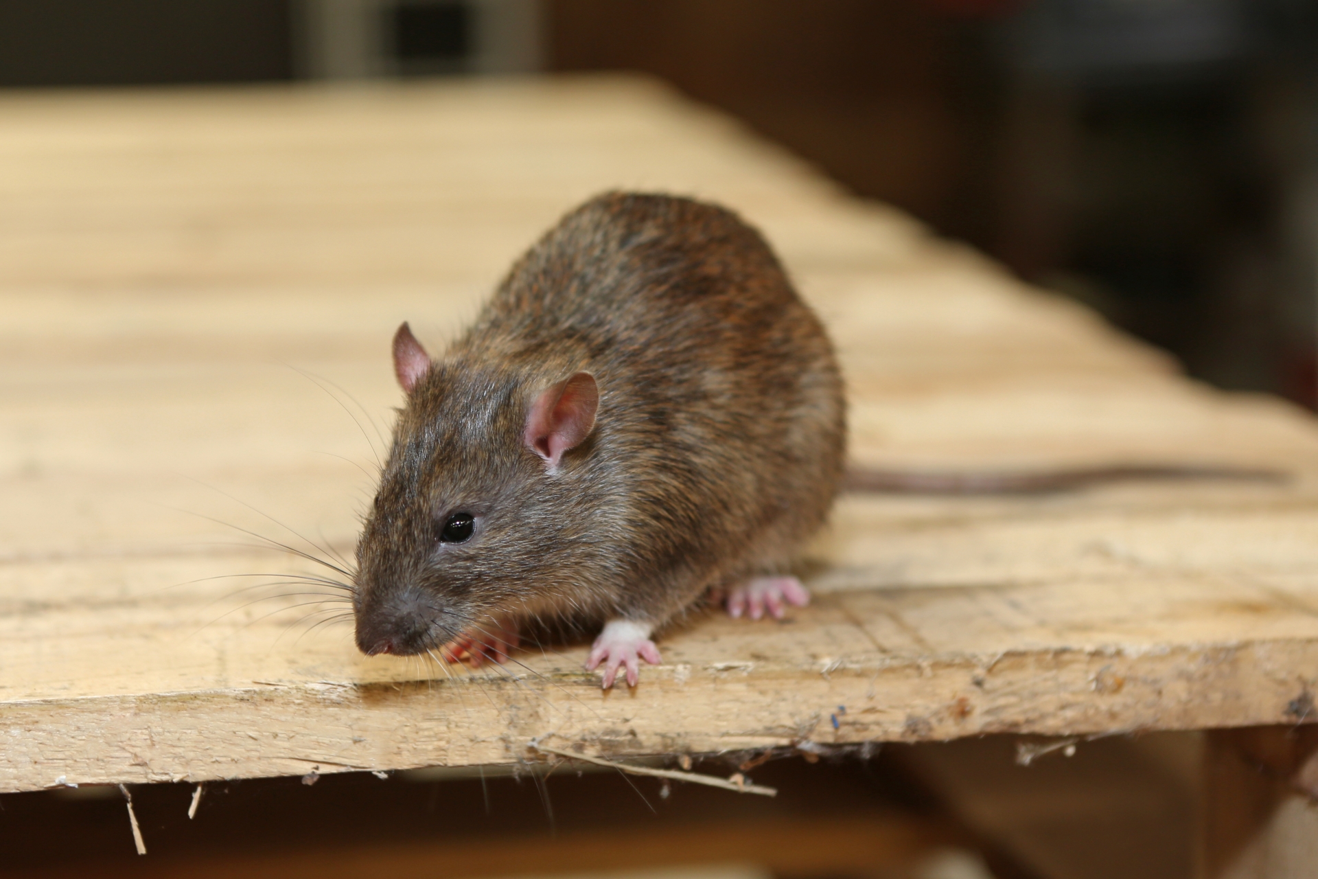 Rat Infestation, Pest Control in Upper Edmonton, N18. Call Now 020 8166 9746