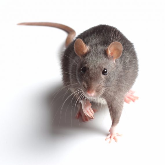 Rats, Pest Control in Upper Edmonton, N18. Call Now! 020 8166 9746