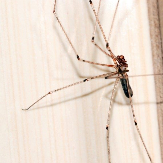 Spiders, Pest Control in Upper Edmonton, N18. Call Now! 020 8166 9746